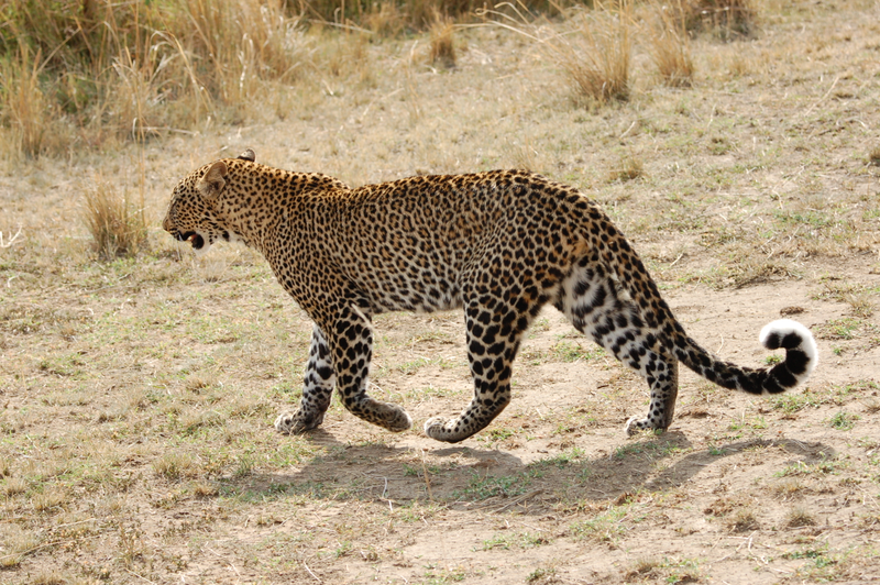 Illustration for article titled Out of Africa. More Leopards.